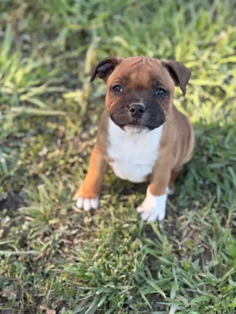 Staffordshire Bull Terrier  Bloom Des Guerriers D'Amo a1618