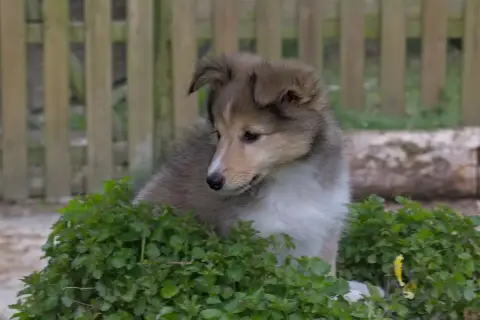 Shetland Sheepdog  Bulle D Or Du Cèdre Enchanté photo 3