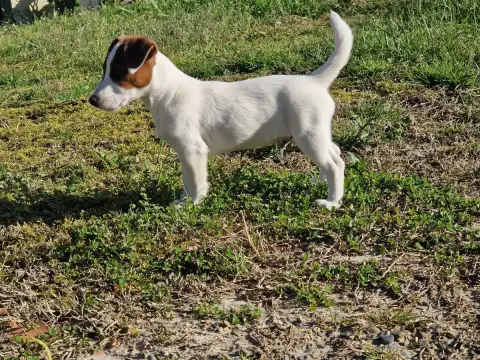 Jack Russell Terrier  Borealis Northern Lights De La  504b0