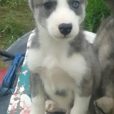Chiots Husky Inscrit Au Lof  Lignées Course