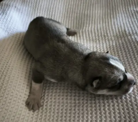 Siberian Husky  Chiot 1 Blue Escape