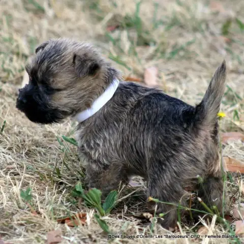 Cairn Terrier photo 2