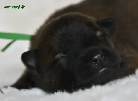 Eurasier  Chiot 9 Des Legendes De Retz photo 2