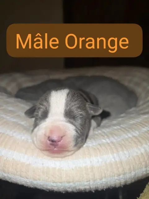 American Staffordshire Terrier  B... Du Royaume De Tc bbdf3 photo 2