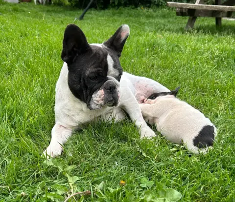 Bouledogue Français  Brenda Moor Du Val De Capsil photo 2