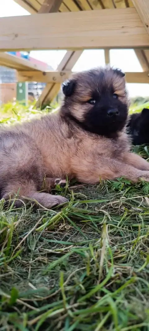 Eurasier  Blacky De La Meute De Nymeria