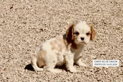 Cavalier King Charles Spaniel  Vroum M2 De La Bastide e4567 photo 2