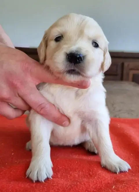 Golden Retriever  Chiot N°9 Des Hirondelles Du Voyage 4b125 photo 3