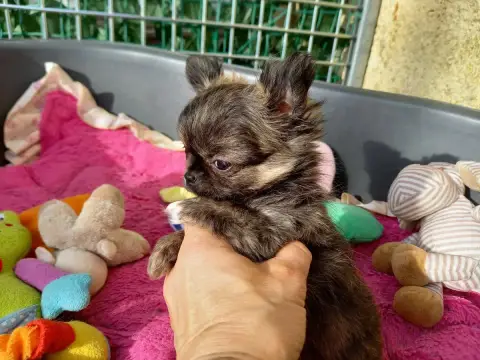 Chihuahua  Arriba
