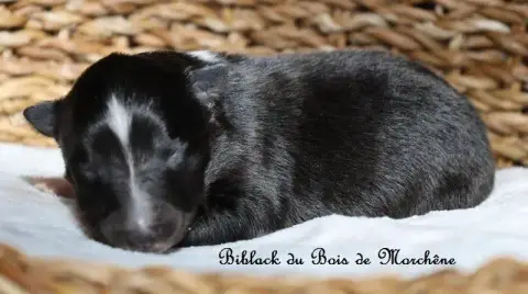 Shetland Sheepdog  Biblack Du Bois De Morchène photo 3