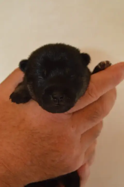 Shiba  Chiot 2 Sumidagawasou