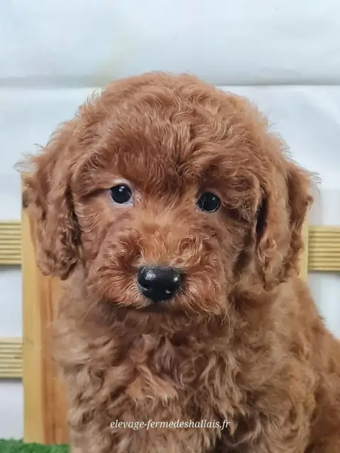 Caniche  Bakso Du Mont De La Chenaie
