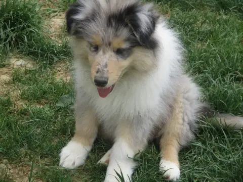 Colley À Poil Long  Bobby Charlton Des Rives D'Alaric e07ad photo 2