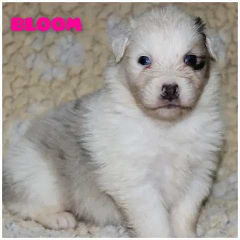 Berger Australien  Bloom White Snow Sheperds
