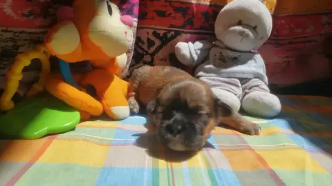 Lhassa Apso  Petite photo 2