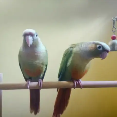 Conure De Molina Cinnamon Eam