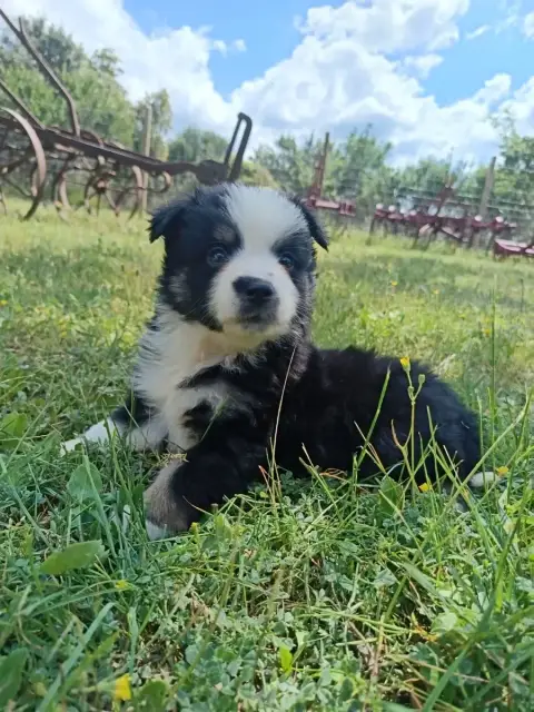 Berger Américain Miniature  Chiot N°2 Du Chalet Des T ab21f