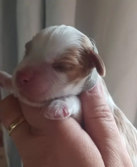 Cavalier King Charles Spaniel  Collier Gris Du Domain 01eef