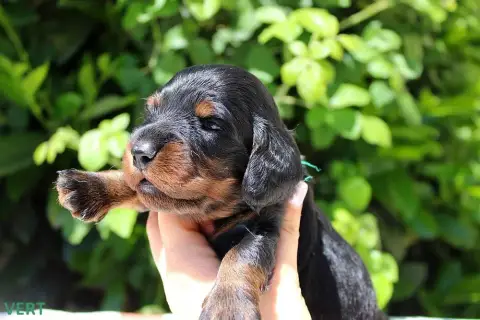 Teckel Poil Long  Chiot N°5 Of Moonlight Blue photo 2