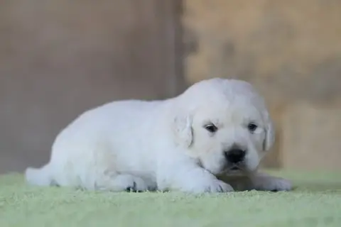 Golden Retriever photo 2