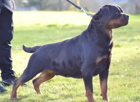 Rottweiler  Chiot 2 Of Legend Mysteria photo 3