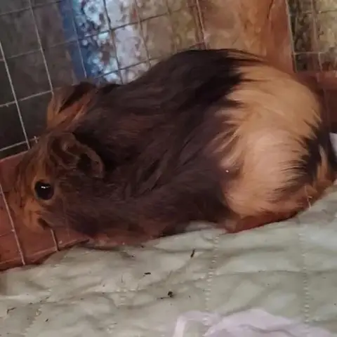 Cochon D'Inde