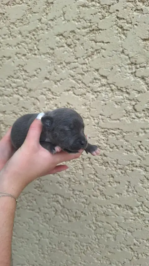Staffordshire Bull Terrier 
                        C a3d38