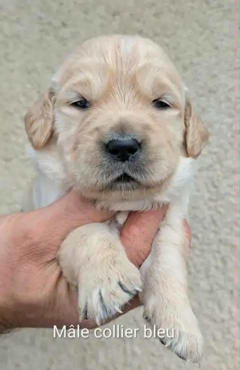 Golden Retriever