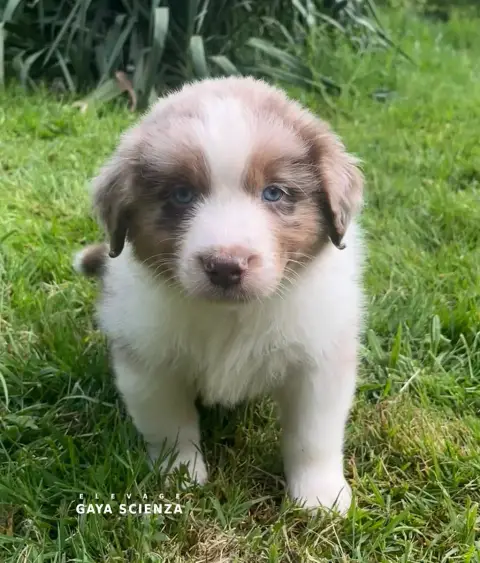 Berger Australien  Chiot N°3 Des Monts De La Gaya Sci b7b6c
