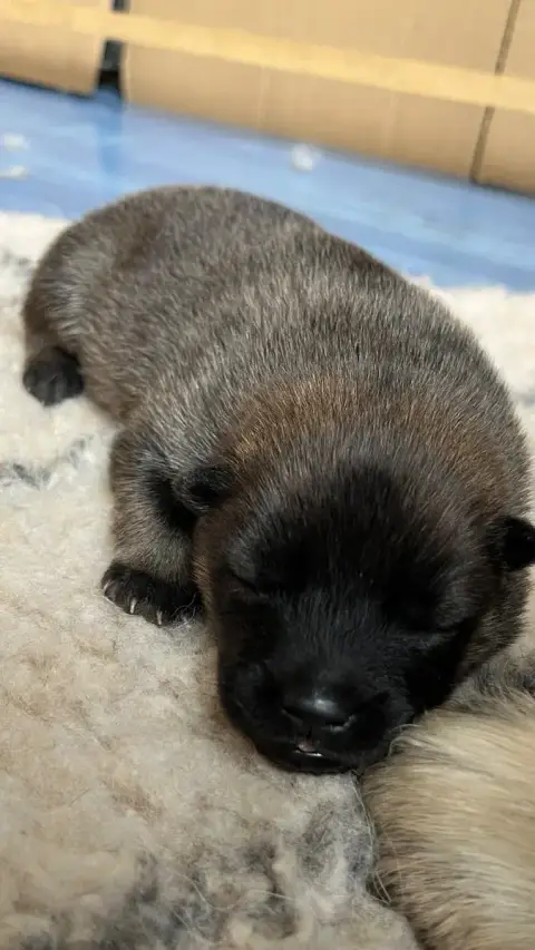 Eurasier  Chiot 2 Des Sables D'Olympe photo 2