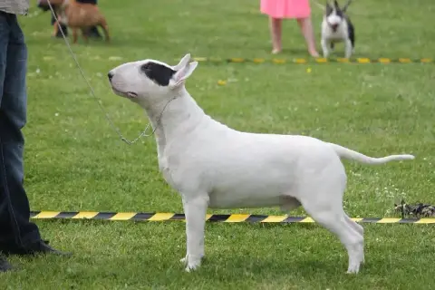 Bull Terrier  Chiot 1 Thud And Cuddles photo 2