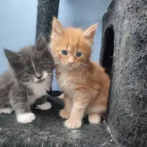 4 Chatons Mâles Maine Coon