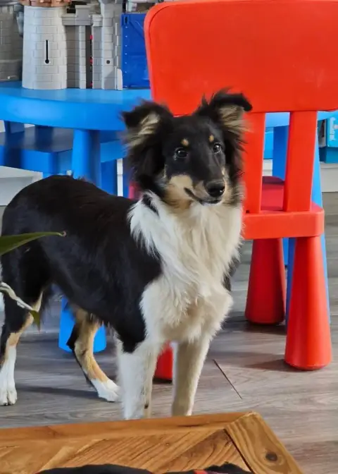 Shetland Sheepdog 
                        Bella Du R 12423 photo 3