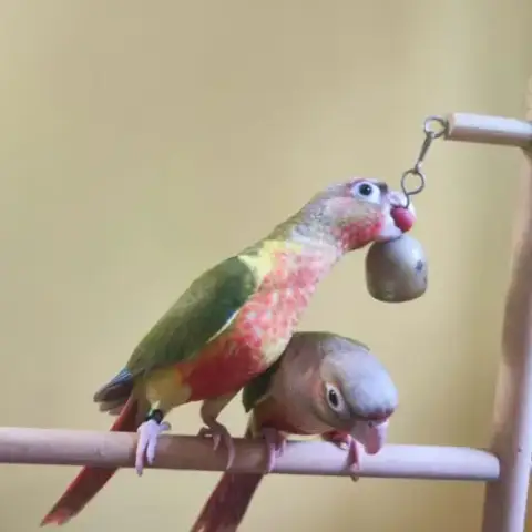Conure De Molina Ananas Eam