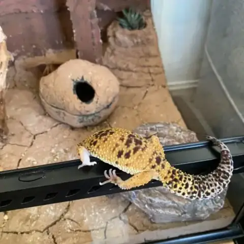 Gecko Léopard Femelle