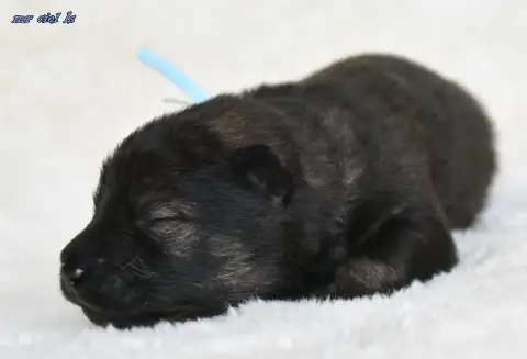 Eurasier  Chiot 6 Des Legendes De Retz photo 2