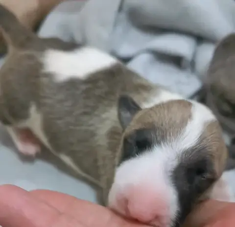 Bull Terrier  Chiot N°1 Of The Little Troublemaker photo 2