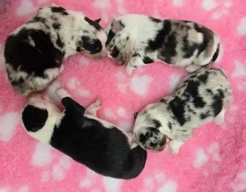Berger Australien  Bleu Merle Bicolore Des Foliepets 5e93c