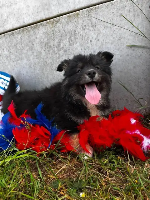 Chien Finnois De Laponie  Babou Du Domaine Des Trolls 8bbea photo 2
