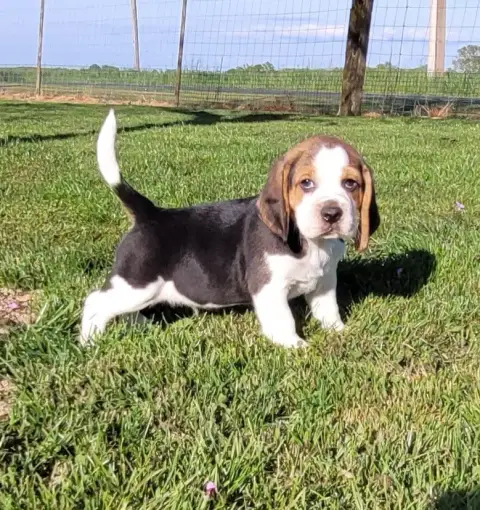 Beagle  Benhur Des Marais De Courmont