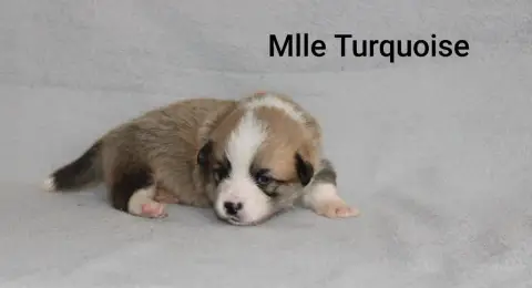 Adopter Welsh Corgi Pembroke 
                        Mlle Tu f482e