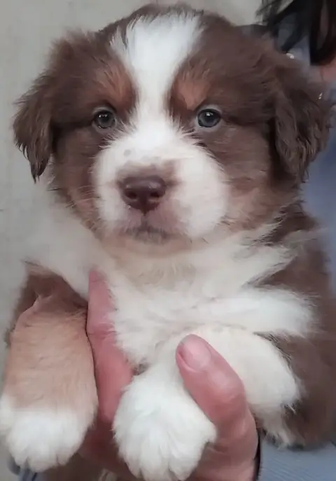 Berger Australien  Chiot N°1 Du Chemin De Mathenou