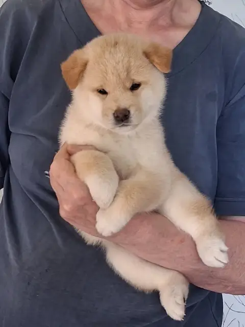 Shiba  Chiot N°1 Allaikha'S