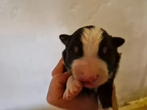 Berger Australien  Chiot 4 De La Rectouresse