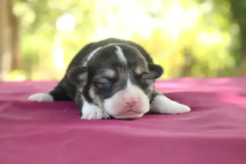 Welsh Corgi Pembroke  Brioche Tartinée Au Chocolat No 4f92c