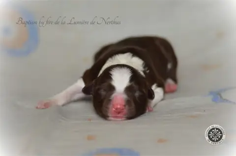 Border Collie  Baptism By Fire De La Lumière De Nerth 252e4