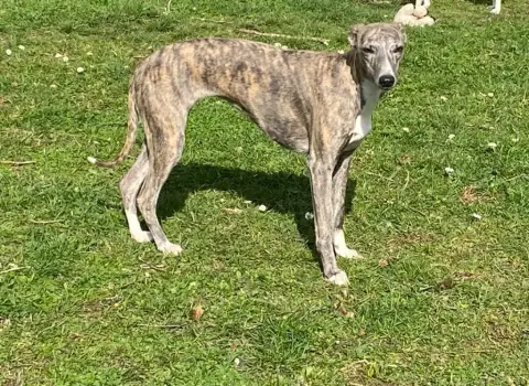 Whippet  Beyoncé Des Brumes De Brocéliande photo 2