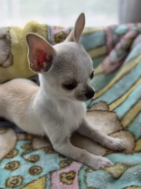 Chihuahua  Baby Boo Du Domaine Des Grands Causses