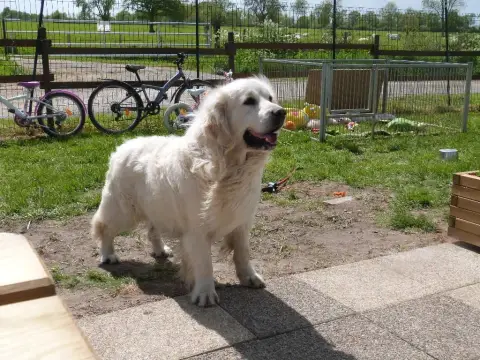 Golden Retriever  Chiot 10 De La Plaine Des Peupliers b308e photo 3