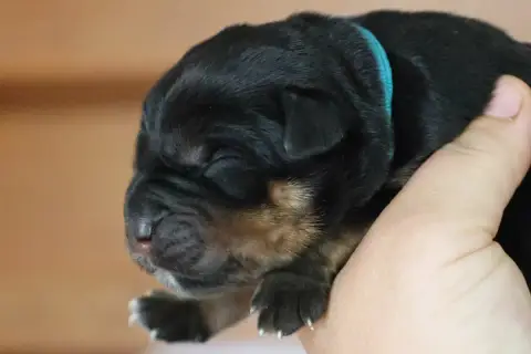 Rottweiler  Bentley House Of Warrior